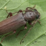 Kanarinis gaisrasekis - Arhopalus pinetorum | Fotografas Gintautas Steiblys