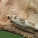 Lapsukis - Crocidosema plebejana | Fotografas Gintautas Steiblys