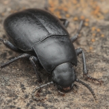 Juodvabalis - Hegeter cf. brevicornis | Fotografas Gintautas Steiblys