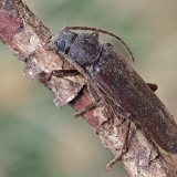Rudasis gaisrasekis - Arhopalus rusticus | Fotografas Gintautas Steiblys