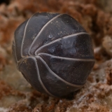 Vėdarėlis - Armadillidium vulgare ? | Fotografas Gintautas Steiblys