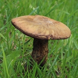 Tikrasis paąžuolis - Suillellus luridus | Fotografas Gintautas Steiblys