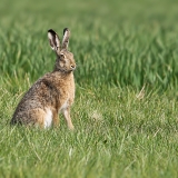 Pilkasis kiškis - Lepus europaeus | Fotografas Gintautas Steiblys