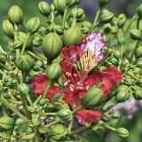 Karališkasis ugniamedis - Delonix regia | Fotografas Gintautas Steiblys
