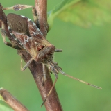 Pušinė kampuotblakė - Leptoglossus occidentalis | Fotografas Gintautas Steiblys