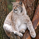 Paprastoji lūšis - Lynx lynx | Fotografas Gintautas Steiblys
