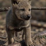 Pilkasis vilkas - Canis lupus, juv. | Fotografas Gintautas Steiblys