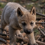 Pilkasis vilkas - Canis lupus, juv. | Fotografas Gintautas Steiblys