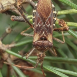 Pušinė kampuotblakė - Leptoglossus occidentalis | Fotografas Gintautas Steiblys
