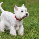 Vakarų Škotijos baltasis terjeras - West Highland White Terrier | Fotografas Gintautas Steiblys