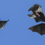 Didžioji skraidančioji lapė - Pteropus giganteus | Fotografas Gintautas Steiblys