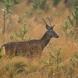 Taurusis elnias - Cervus elaphus ♂ | Fotografas Gintautas Steiblys