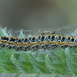 Godinė etmija - Ethmia bipunctella, vikšras | Fotografas Gintautas Steiblys