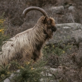 Senoji airių ožka - Capra hircus "Old Irish Goat" ♂ | Fotografas Gintautas Steiblys