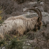 Senoji airių ožka - Capra hircus "Old Irish Goat" ♂ | Fotografas Gintautas Steiblys
