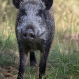 Šernas - Sus scrofa | Fotografas Gintautas Steiblys