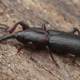 Straubliukas - Rhopalomesites persimilis | Fotografas Gintautas Steiblys