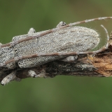 Ūsuotis - Deroplia albida | Fotografas Gintautas Steiblys