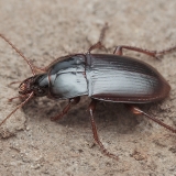 Žygis - Paraeutrichopus pecoudi | Fotografas Gintautas Steiblys