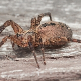Zoropsis rufipes | Fotografas Gintautas Steiblys