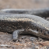 Lagomerinis scinkas - Chalcides coeruleopunctatus | Fotografas Gintautas Steiblys