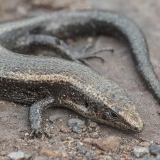 Lagomerinis scinkas - Chalcides coeruleopunctatus | Fotografas Gintautas Steiblys