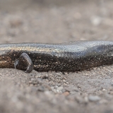 Lagomerinis scinkas - Chalcides coeruleopunctatus | Fotografas Gintautas Steiblys