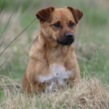 Naminis šuo - Canis familiaris | Fotografas Gintautas Steiblys