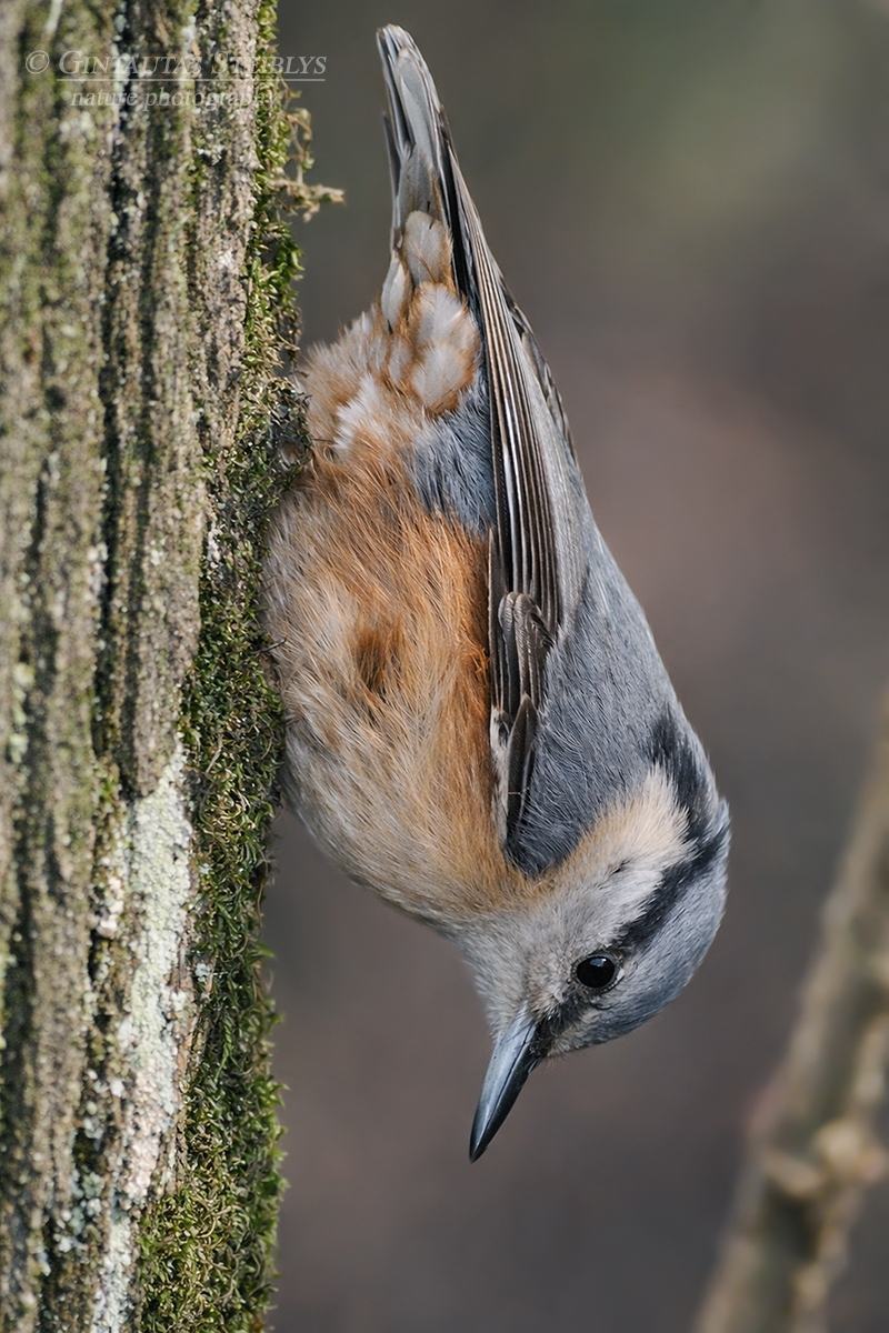 Eurazinis bukutis - Sitta europaea | Fotografas Gintautas Steiblys
