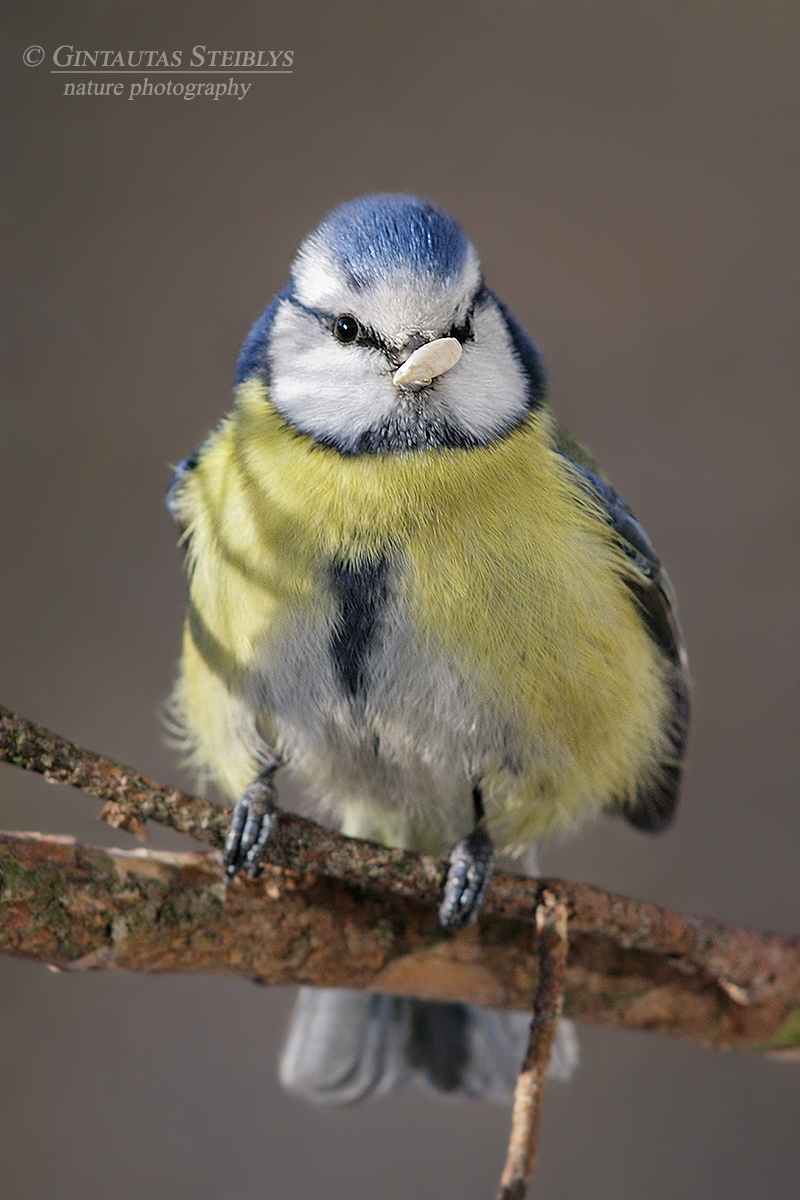 Mėlynoji zylė - Cyanistes caeruleus | Fotografas Gintautas Steiblys