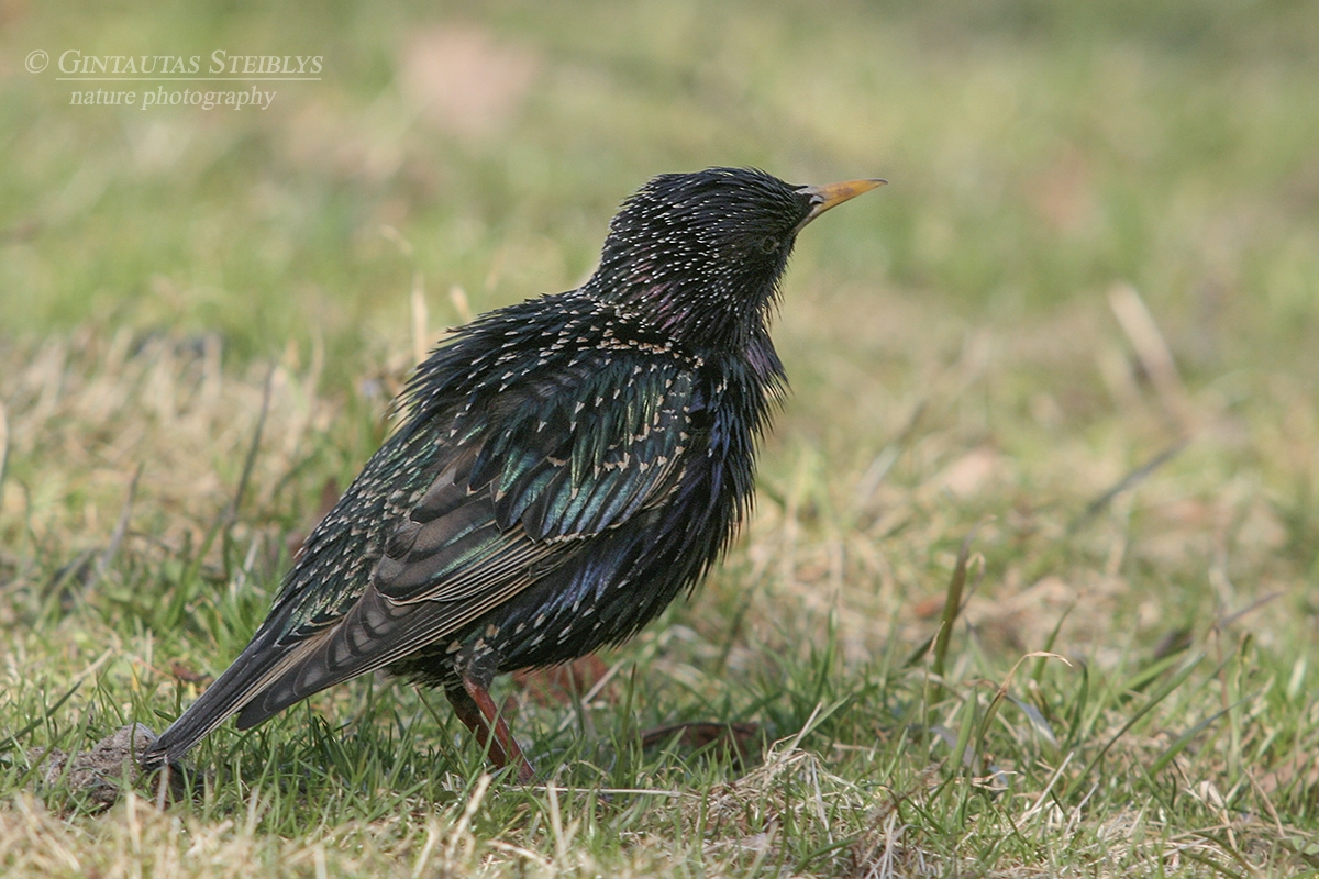 Paprastasis varnėnas - Sturnus vulgaris | Fotografas Gintautas Steiblys
