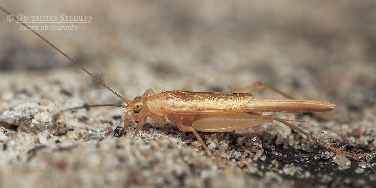 [node:title] | Fotografas Gintautas Steiblys