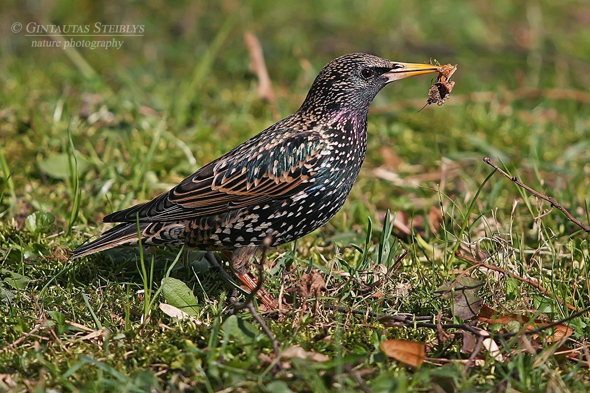 Paprastasis varnėnas - Sturnus vulgaris | Fotografas Gintautas Steiblys