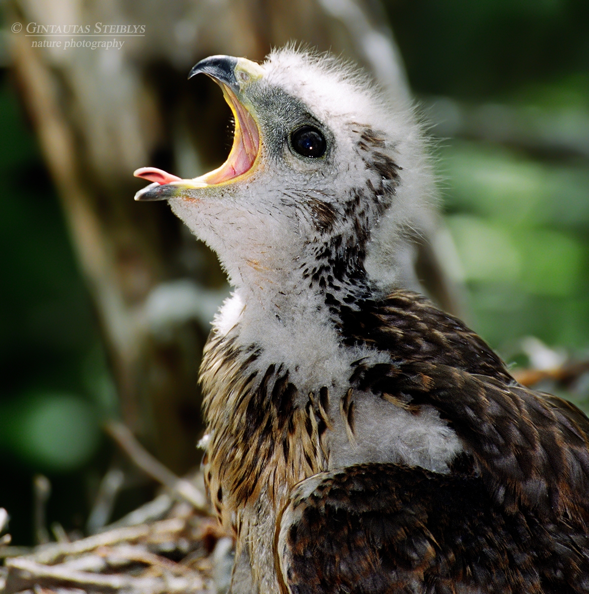 Paprastasis suopis - Buteo buteo, juv. | Fotografas Gintautas Steiblys