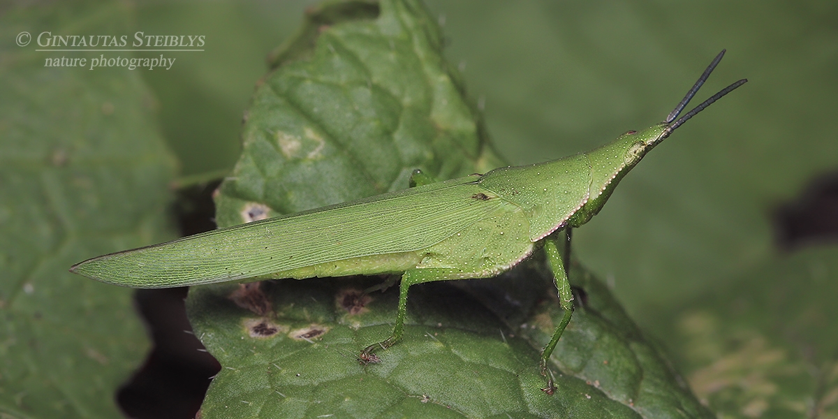Raukšlianugaris skėrys - Atractomorpha crenulata | Fotografas Gintautas Steiblys