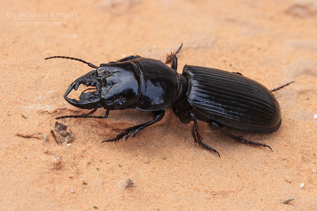 Žygis - Scarites striatus | Fotografas Gintautas Steiblys
