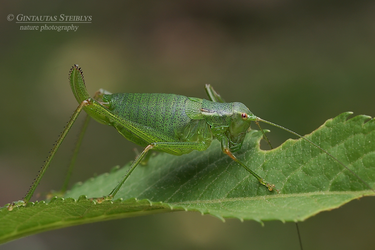 Kališevskio pjūklius - Isophya kalishevskii ♀ | Fotografas Gintautas Steiblys
