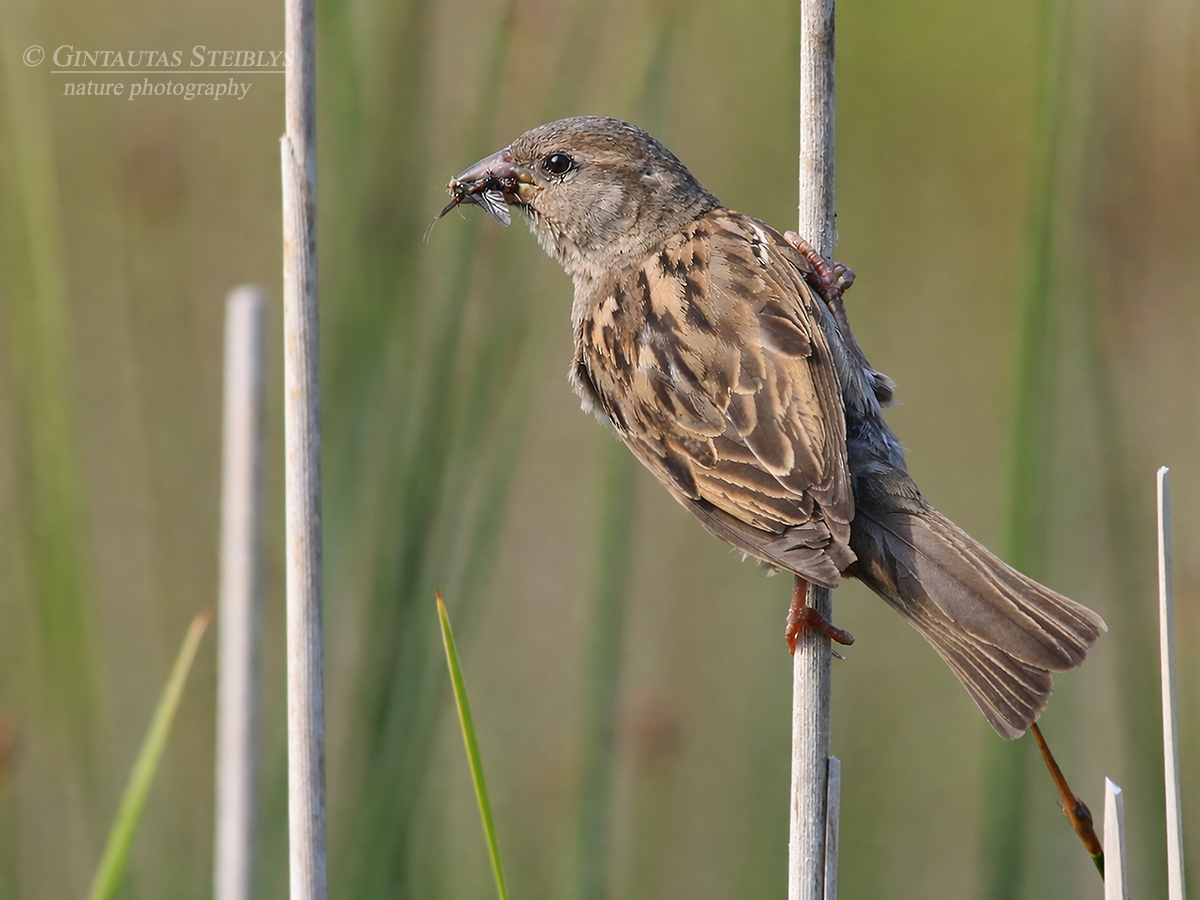 Naminis žvirblis - Passer domesticus | Fotografas Gintautas Steiblys