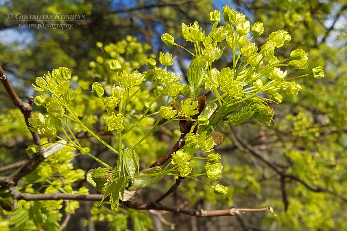 Paprastasis klevas - Acer platanoides | Fotografas Gintautas Steiblys