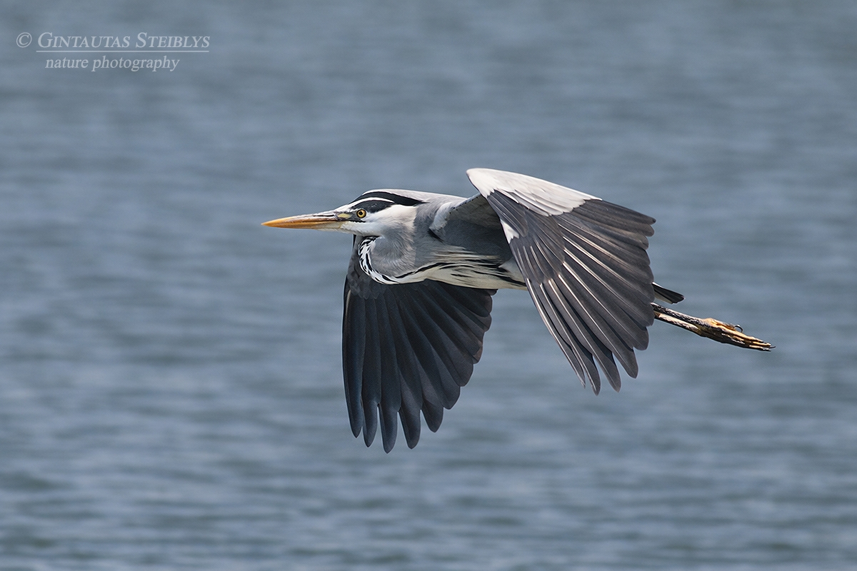 Pilkasis garnys - Ardea cinerea | Fotografas Gintautas Steiblys