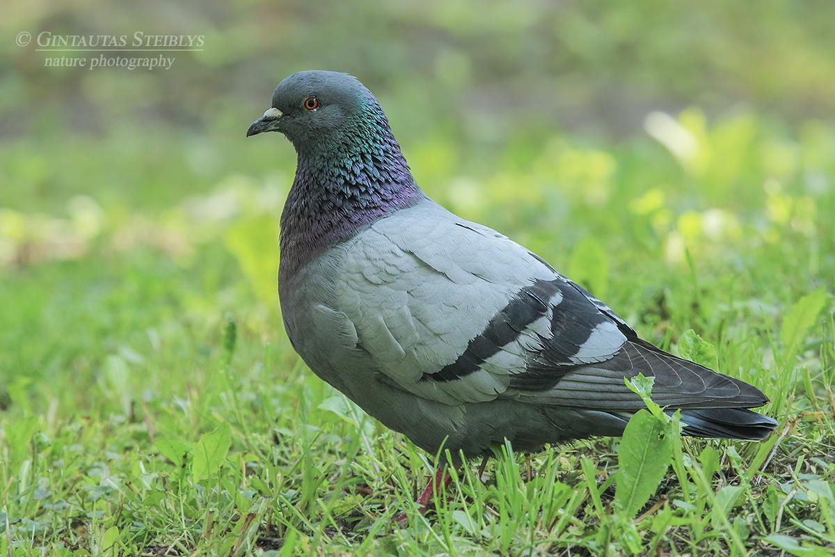 Naminis karvelis - Columba livia var. domestica | Fotografas Gintautas Steiblys