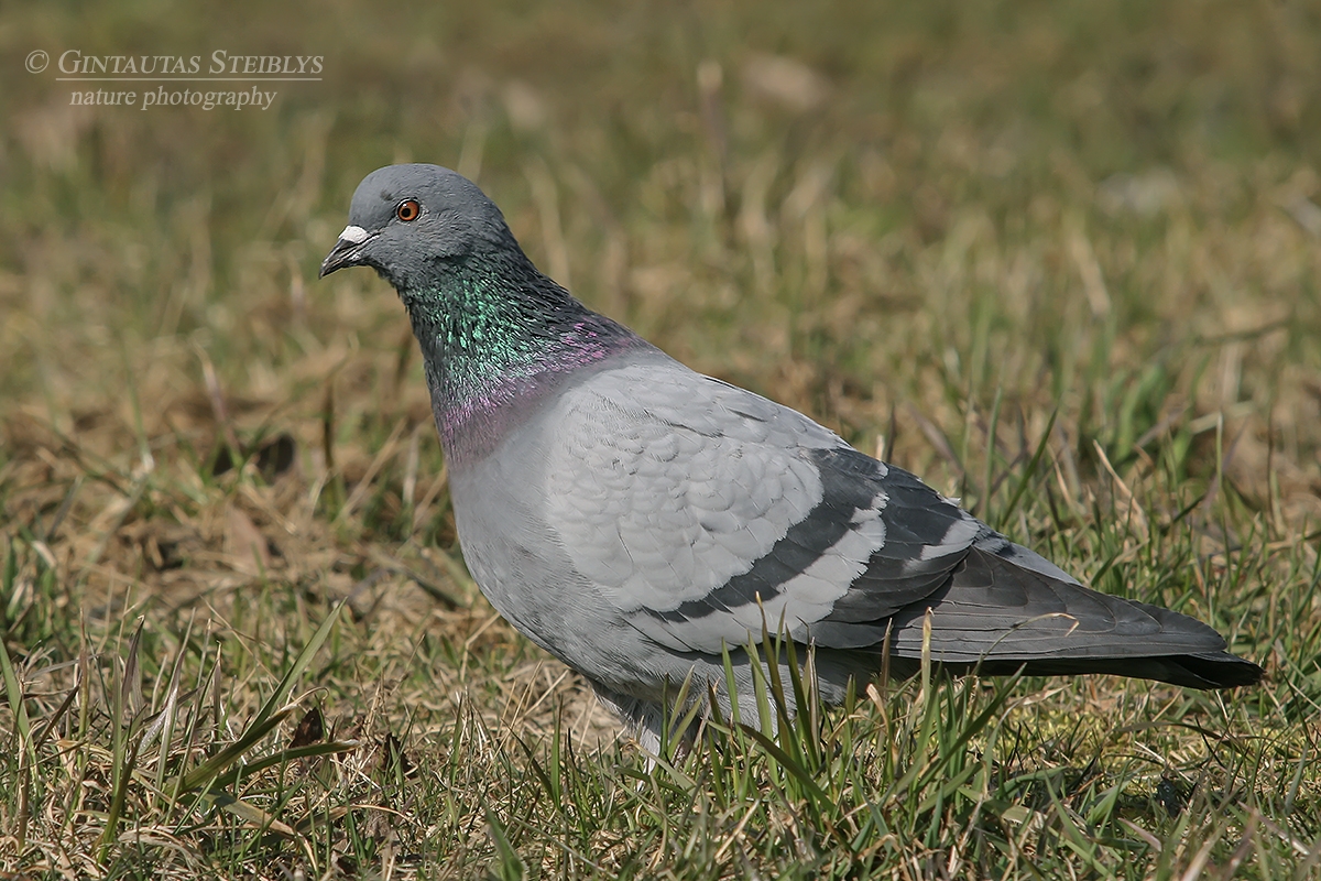 Naminis karvelis - Columba livia var. domestica | Fotografas Gintautas Steiblys