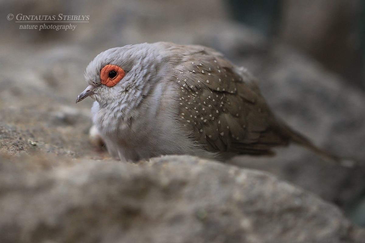 Deimantinis dryžasis purplelis - Geopelia cuneata | Fotografas Gintautas Steiblys