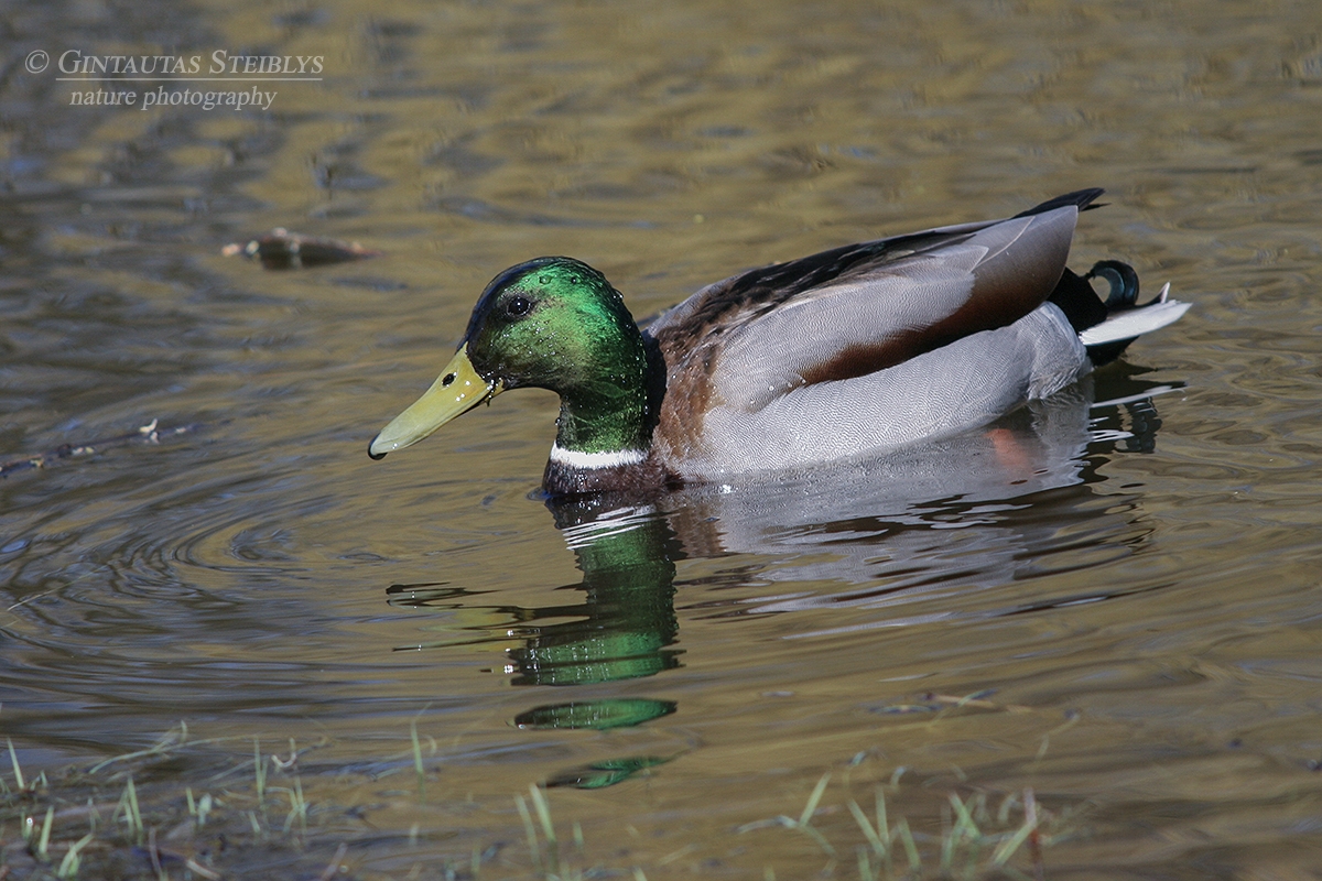 Didžioji antis - Anas platyrhynchos ♂ | Fotografas Gintautas Steiblys