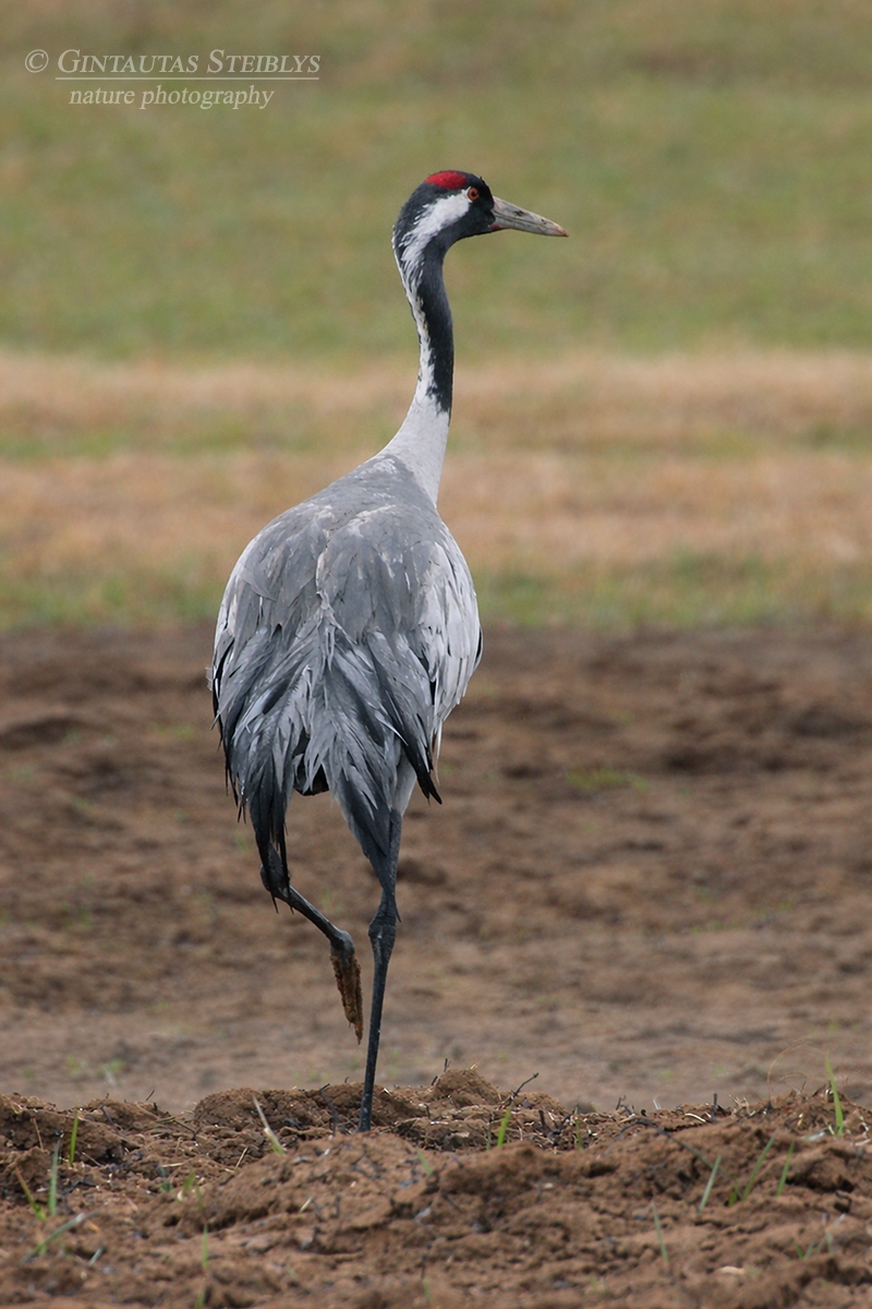 Pilkoji gervė - Grus grus | Fotografas Gintautas Steiblys