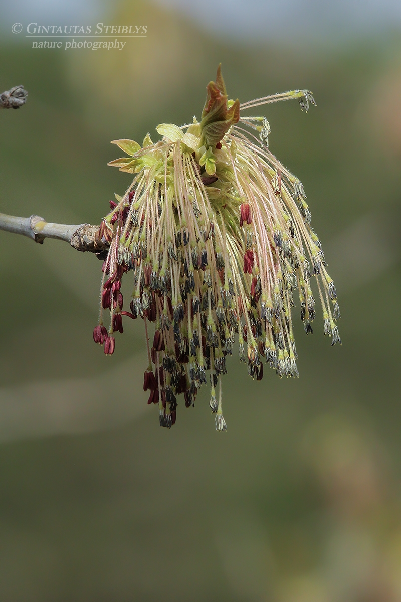 Uosialapis klevas - Acer negundo | Fotografas Gintautas Steiblys