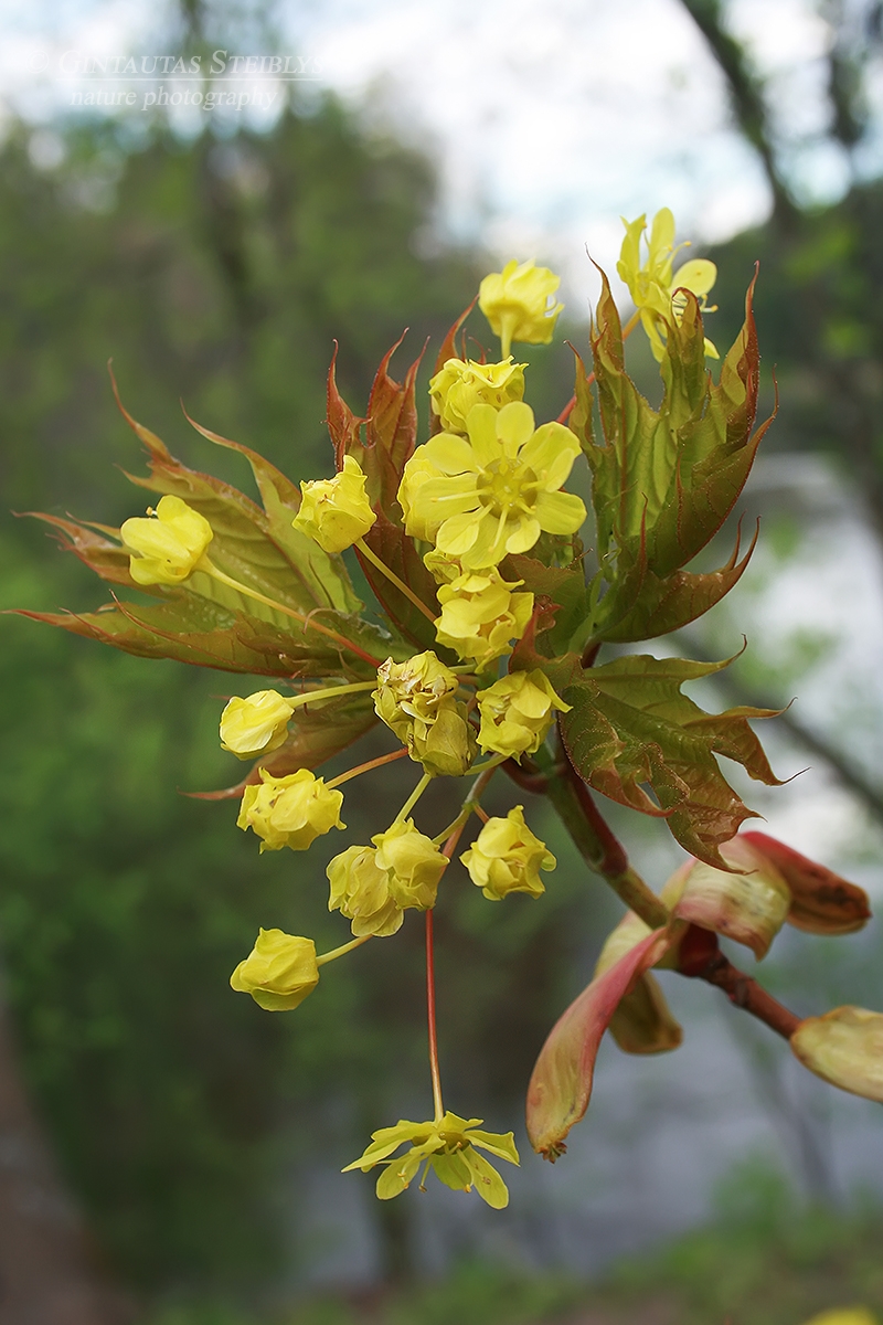 Paprastasis klevas - Acer platanoides | Fotografas Gintautas Steiblys