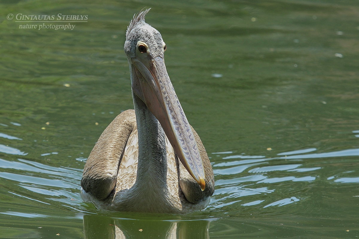 Pilkasis pelikanas - Pelecanus philippensis | Fotografas Gintautas Steiblys