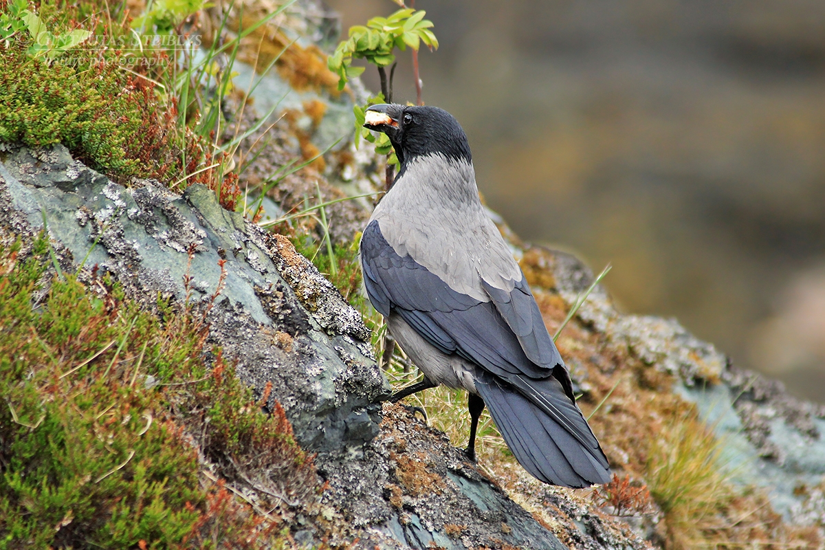 Pilkoji varna - Corvus cornix | Fotografas Gintautas Steiblys