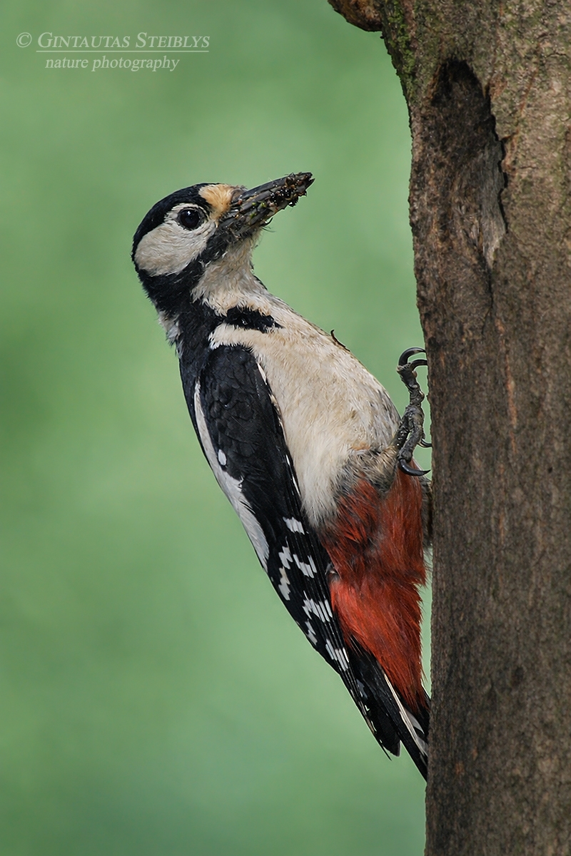 Didysis margasis genys - Dendrocopos major | Fotografas Gintautas Steiblys